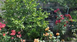 Гостиница Guest House Viktoria Коктебель Стандартный двухместный номер-27